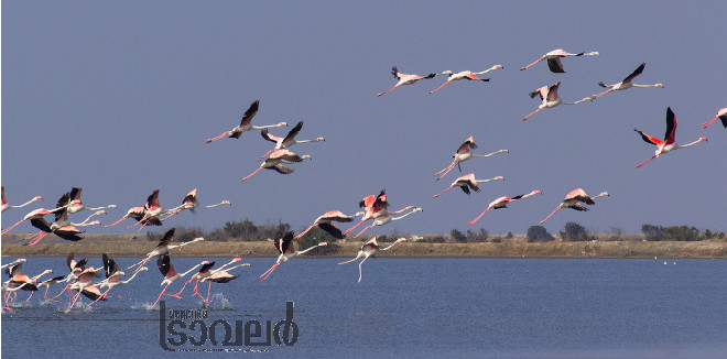 flamingo point calimere